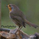 plus2photo04.gif (30411 octets)