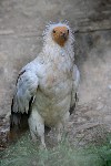 Vautour percnoptre